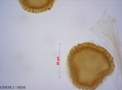 ISEM 2/Pelargonium_tabulare_36230/Pelargonium_tabulare_36230_0001(copy)_thumb.jpg